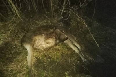 В Тверской области опубликовали фотографии с места ДТП, где водитель сбил лося