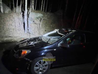 В районе Таватуя водитель иномарки насмерть сбил лося