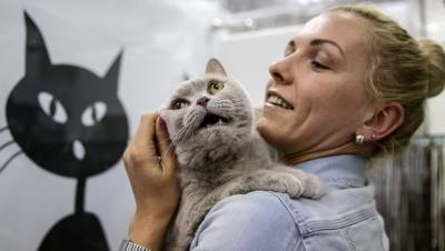 Няни для кошек в Петербурге получают меньше, чем догситтеры