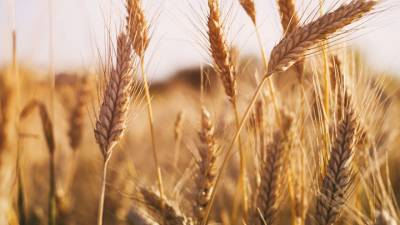 Россия сохранит лидерство в мире по экспорту пшеницы