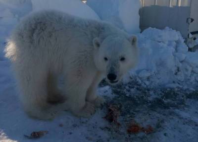 Вахтовики в Красноярском крае спасли оставшегося без мамы белого медвежонка
