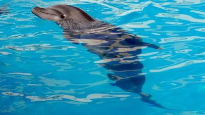 Жители дома на Бутлерова не согласны с решением построить дельфинарий у них на улице