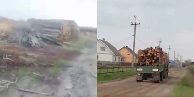 Житель Волынской области показал видео, как рубят и незаконно вывозят лес - ТЕЛЕГРАФ