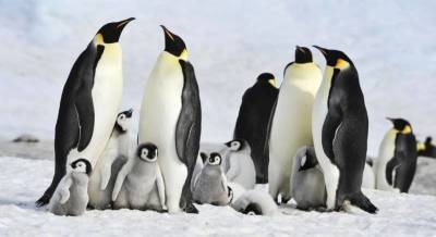 Ты буешь удивлен когда узнаешь это про пингвинов » Тут гонева НЕТ!