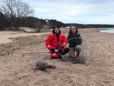 Обессиленный тюлененок выбрался на берег в Петербурге и попал в добрые руки