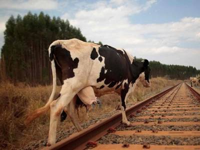 Жительницу Челябинской области наказали из-за коров, пасшихся на ж/д путях