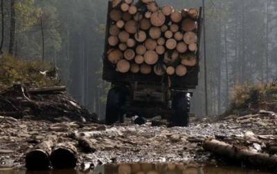 Появилось видео массовой вырубки лесов на Волыни