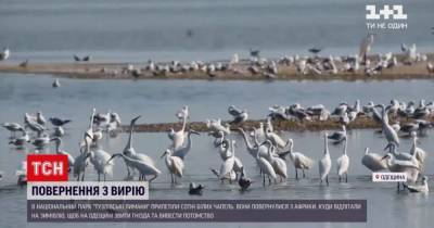 В парк "Тузловские лиманы" в Одесской области прилетели белые цапли: видео