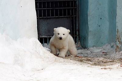 В Красноярском крае вахтовики спасли белого медвежонка