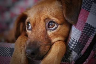 Совет Федерации поддержал запрет на изъятие домашних животных за долги
