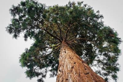 Женщина застряла на 10-метровом дереве в Енакиево