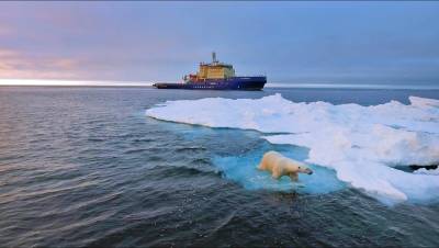 Спасенного в Арктике белого медвежонка отправили в Московский зоопарк
