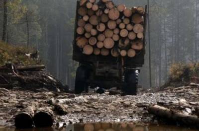 СМИ показали видео массовой вырубки лесов на Волыни