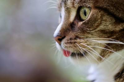 Российские веткликини сообщили о дефиците популярной вакцины для кошек