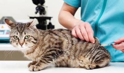 В ветклиниках пропала вакцина от чумки для кошек