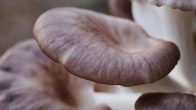 Ежедневное употребление грибов снижает риск развития рака на 45%