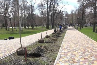В Тамбовском Парке культуры и отдыха посадили кленовую аллею