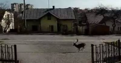 В курортном Трускавце разгуливал по городу молодой олень: видео