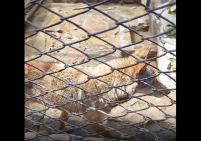 В Ростовской области юных посетителей зоопарка до слез довело жестокое обращение с животными
