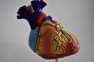 Мясников посоветовал следить за уровнем "плохого" холестерина для профилактики инфаркта