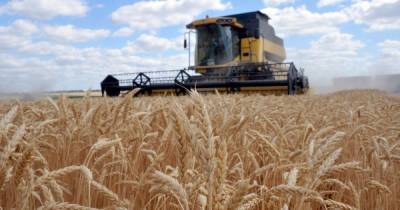 Украина стала одним из лидеров экспорта пшеницы: куда везут зерно