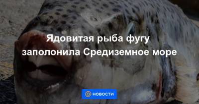 Ядовитая рыба фугу заполонила Средиземное море