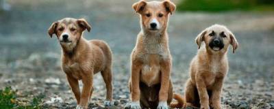 Самарская компания по отлову собак попала в «черный список»