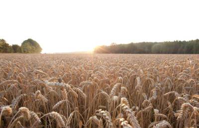 РАЖТ и Байер вместе будут разрабатывать гибриды пшеницы