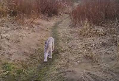 Видео: на территории Ладожской орнитологической станции заметили рысь