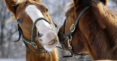 "Морили голодом и не давали воды": под Полтавой обнаружили лошадей в ужасном состоянии - tsn.ua - Полтава - Кременчуг