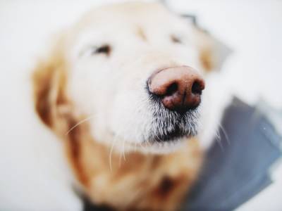 Очень полезное приложение: поможет найти потерянных собак по отпечатку носа