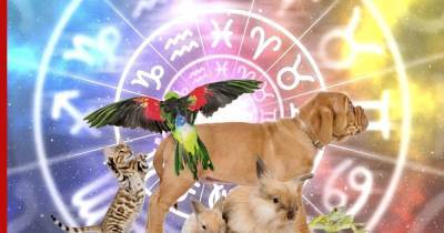 Какие животные идеально подходят каждому знаку зодиака, раскрыли астрологи