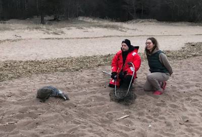 В Курортном районе Петербурга на пляже нашли истощенного тюлененка