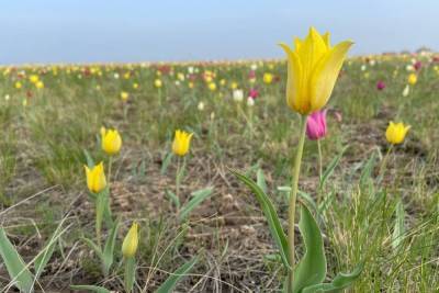 В Саратовской области зацвели краснокнижные тюльпаны