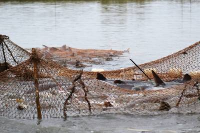 В Астраханской области реку перекрыли многометровой рыболовной сетью