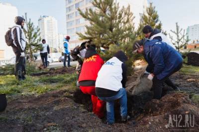 Власти рассказали, как проводят озеленение в Кузбассе
