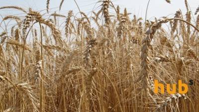 Украина экспортировала 37,71 млн тонн зерновых