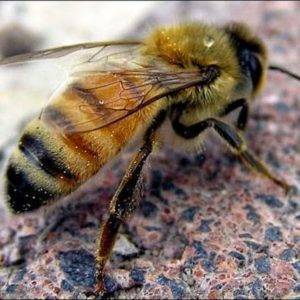 Пчеловодство для начинающих - skuke.net