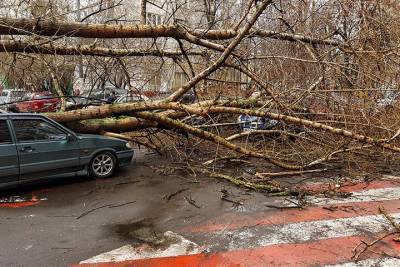 Сильный ветер повалил деревья и повредил машины в Москве