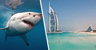 В отеле Дубая выпустили акул на пляж
