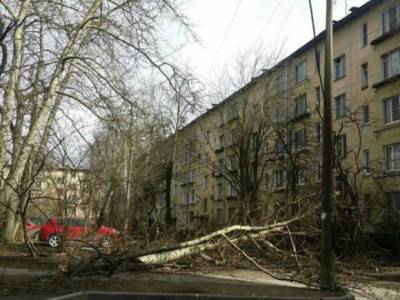 Шквальный ветер в Москве повалил десять деревьев