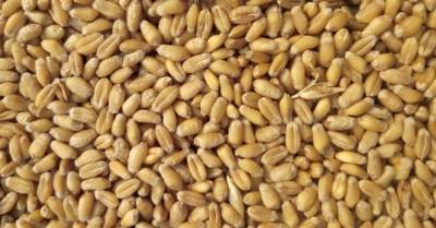 Украина экспортировала почти 38 млн т зерна: на 24% ниже прошлогоднего показателя