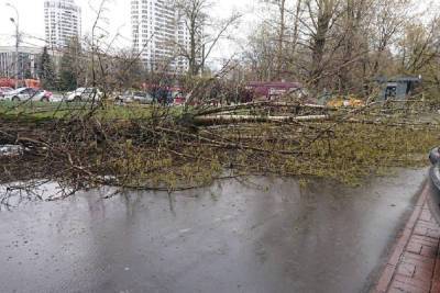 Дерево упало на школьницу на юго-западе Москвы