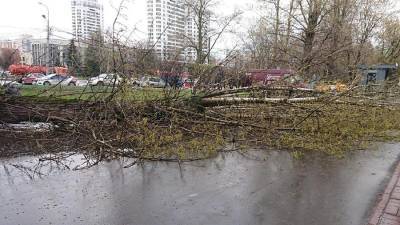 Дерево из-за сильного ветра упало на школьницу в Москве