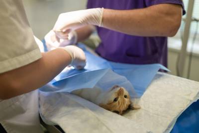Ветеринар без образования оперировал животных в Арзамасе