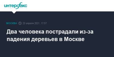 Два человека пострадали из-за падения деревьев в Москве