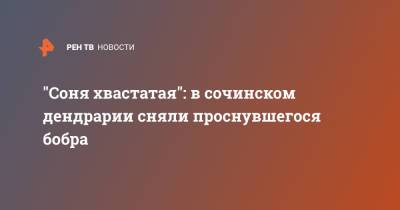 "Соня хвастатая": в сочинском дендрарии сняли проснувшегося бобра