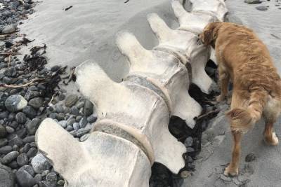 На пляже в Шотландии нашли скелет крупного существа