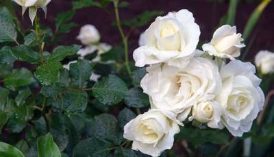 На Киевщине высадят 200 кустов символических белых роз