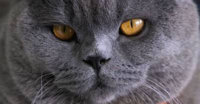 Звёздный кот из "Инстаграма" Понзу умер в результате массовой драки в парке